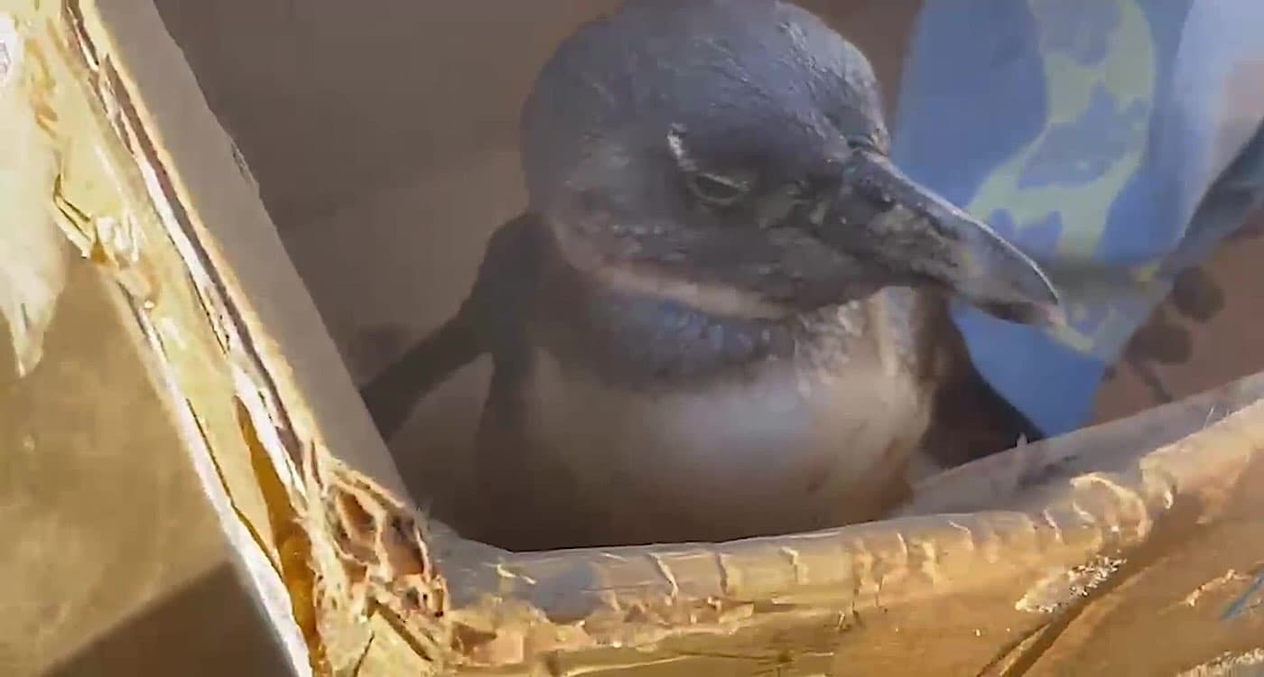 Quick-Thinking Jogger Rescues Critically Endangered Penguin on Beach