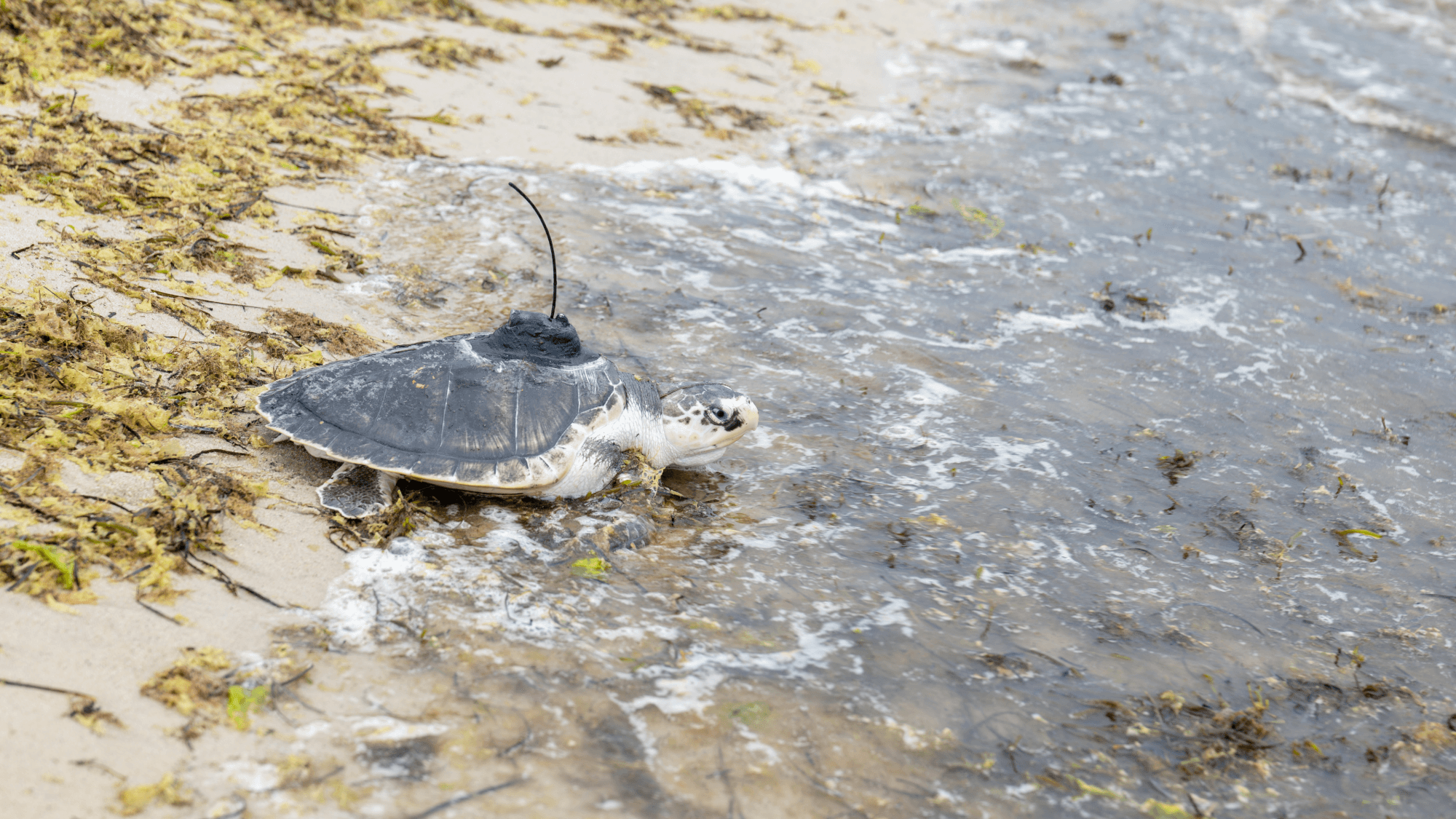 Five rescued sea turtles return home to the ocean