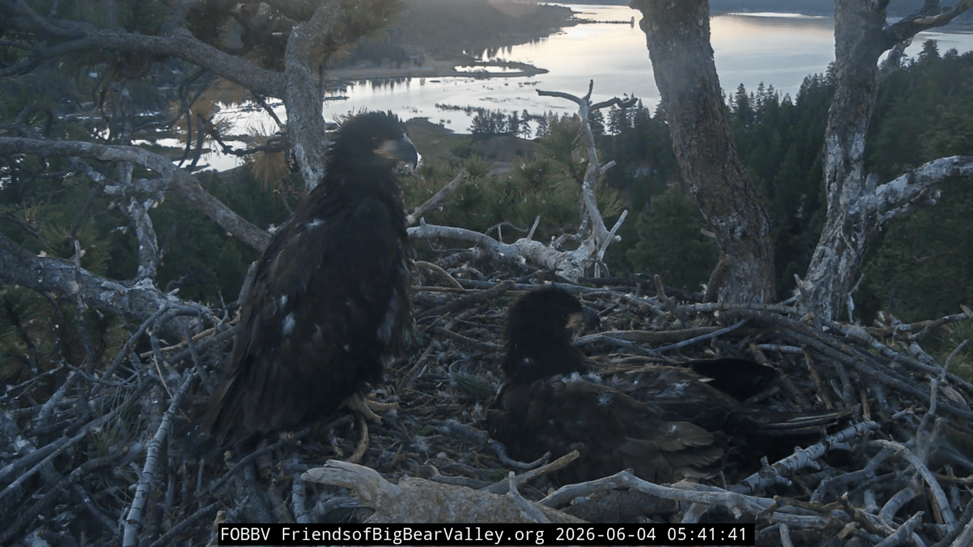 Eaglets take their first solo flight—mom watches nearby