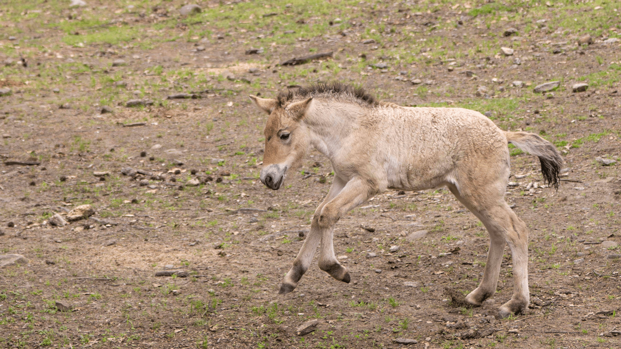 Rare wild horse species takes a hopeful step forward