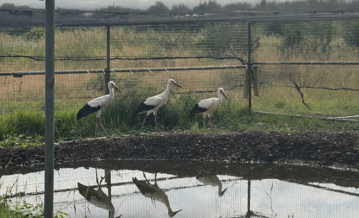 White Storks Return Home to England After 600 Years