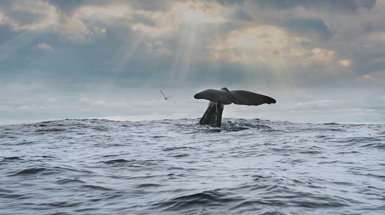 Brazil's Humpback Whales Make a Stunning Comeback