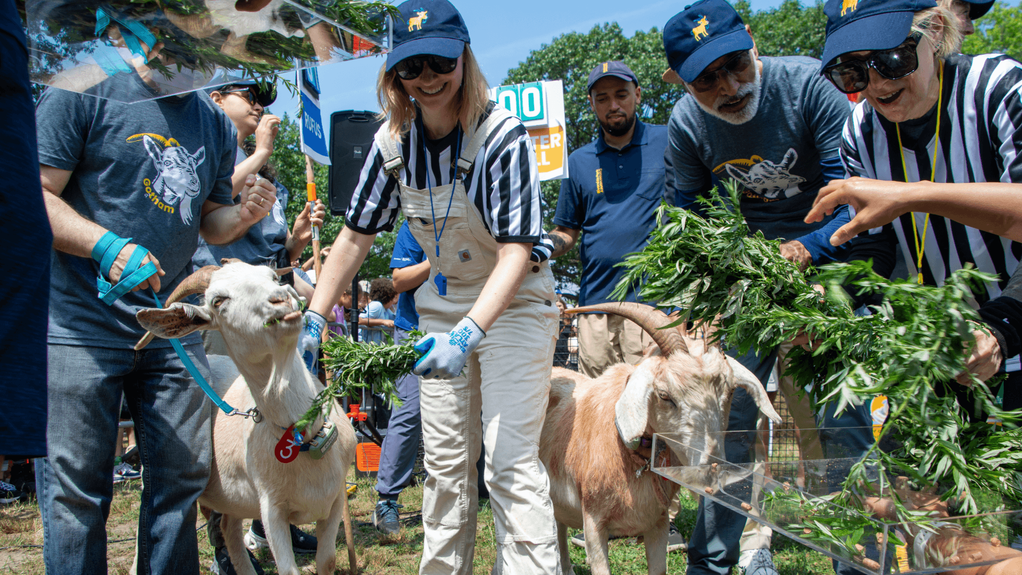 Mallomar Defends His Crown in Goat Eating Championship