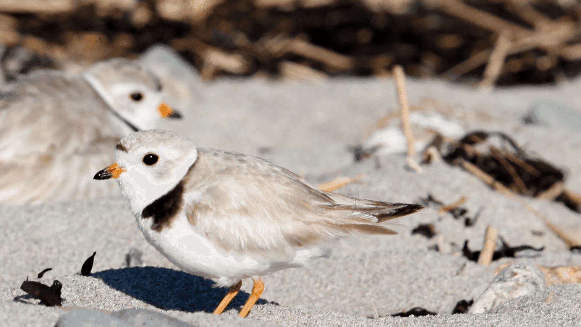 Tiny shorebirds find hope in Michigan and Wisconsin