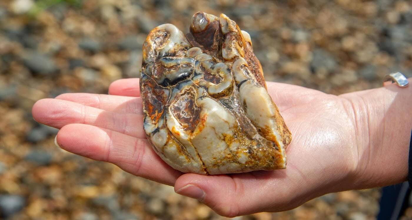 Young Explorer's Beach Walk Unearths Ancient Treasure