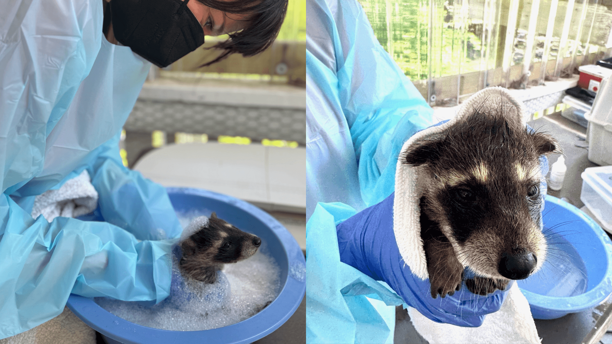 Sooty Raccoon Kit Gets Spa Day After Chimney Rescue