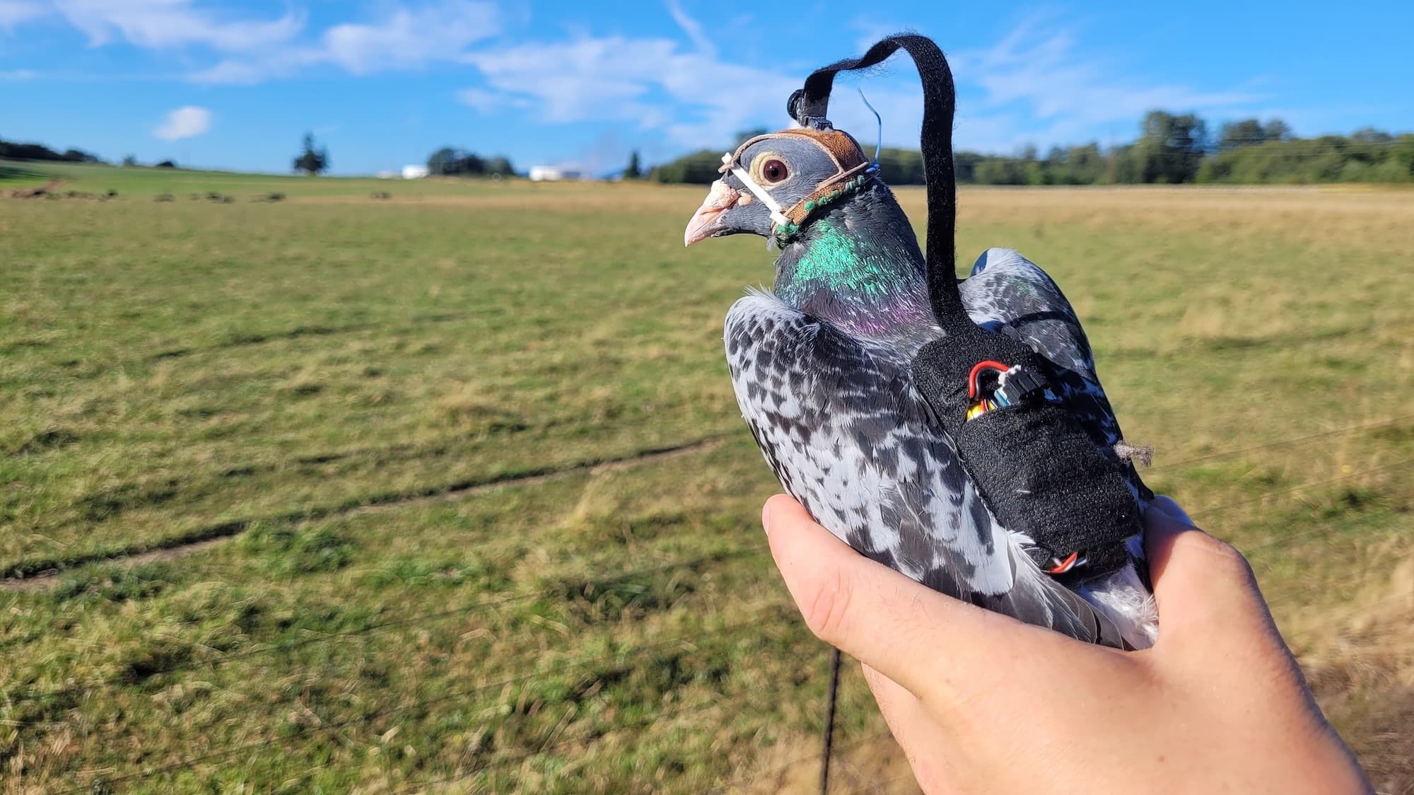 Pigeon Vision Reimagined: What Backpacks Revealed