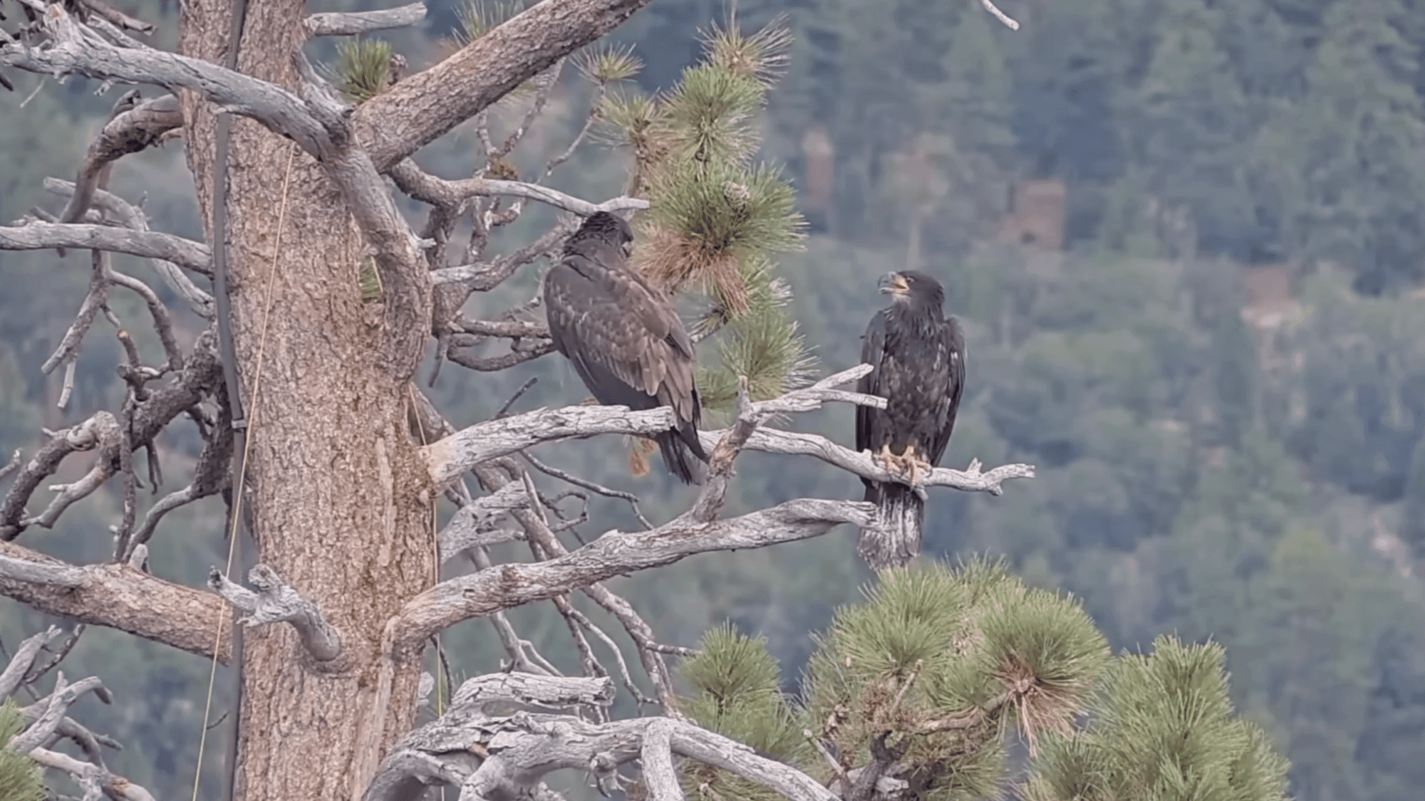 Young eagles find sanctuary at Jackie and Shadow's nest