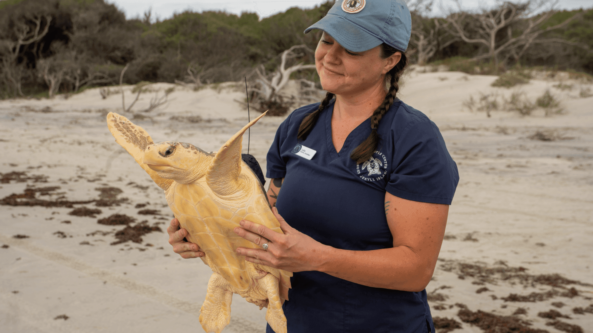 Rare Hybrid Sea Turtle Named Earl Grey Swims Free